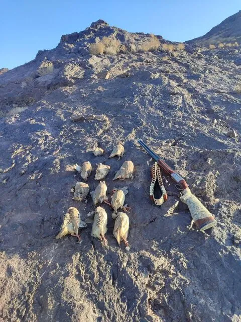 دستگیری شکارچیان متخلف با لاشه ۱۱ تیهوی وحشی