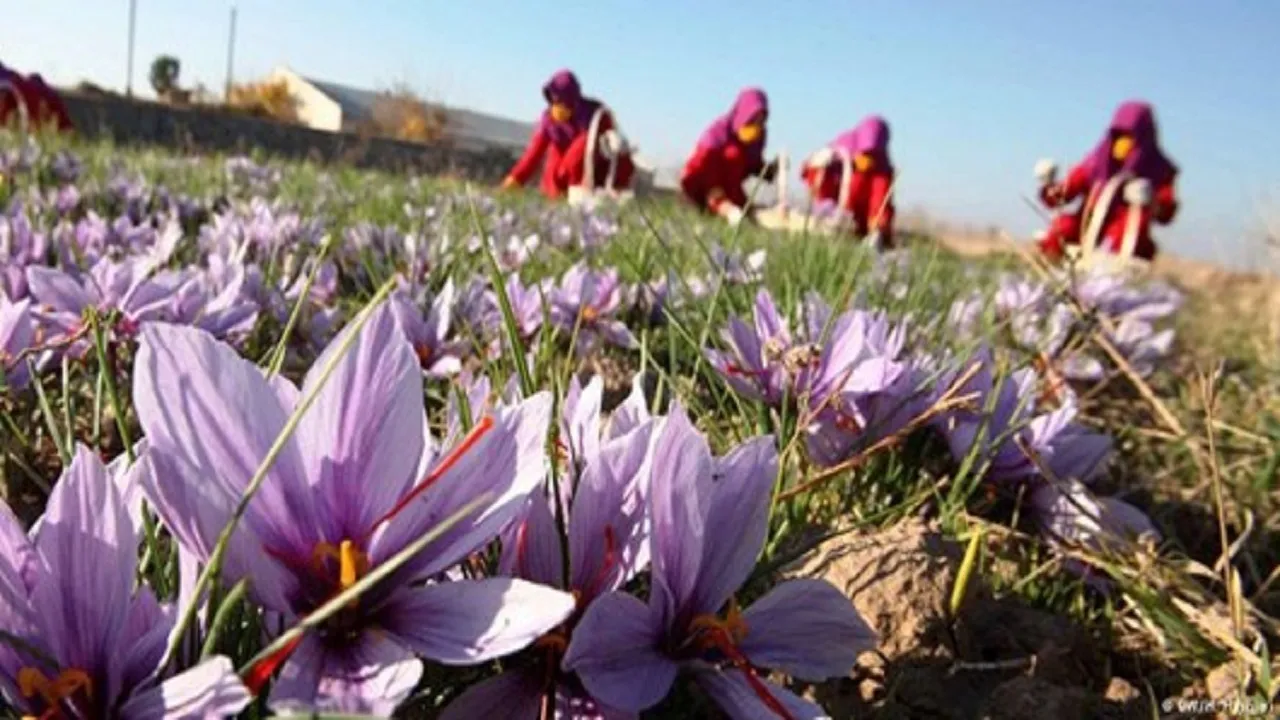 درخواست یک نماینده مجلس از رئیسی