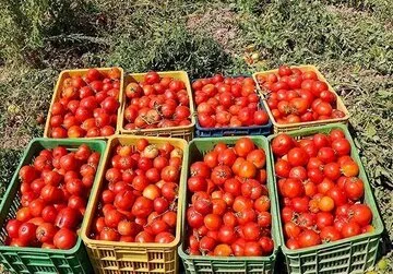 چرا گوجه کمیاب شد؟