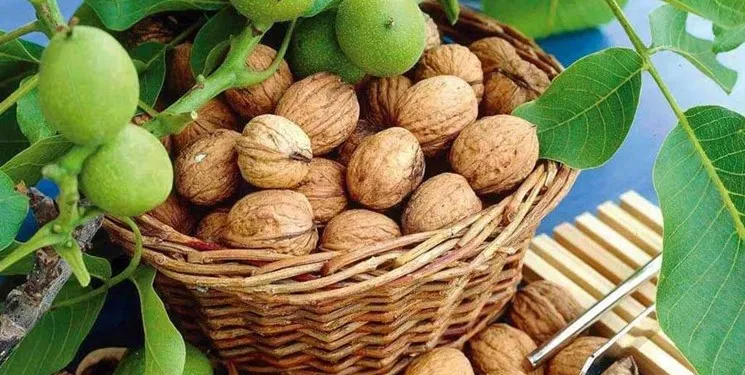 بازار در سیطره گردو‌های قاچاق آمریکا، شیلی و بلغارستان