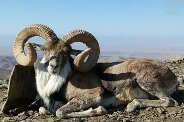 قوچ کوهی ایران را از نزدیک ببینید