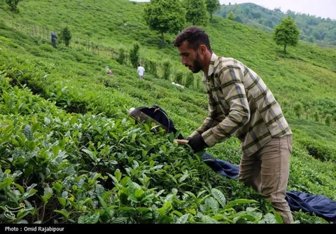 برداشت چای بهاره باغات املش