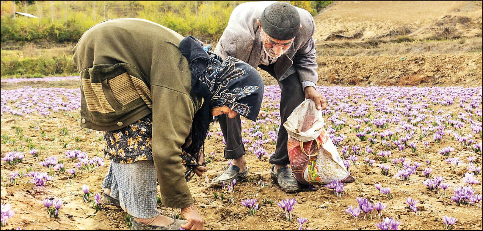 تقلب خارجی در زعفران ایرانی