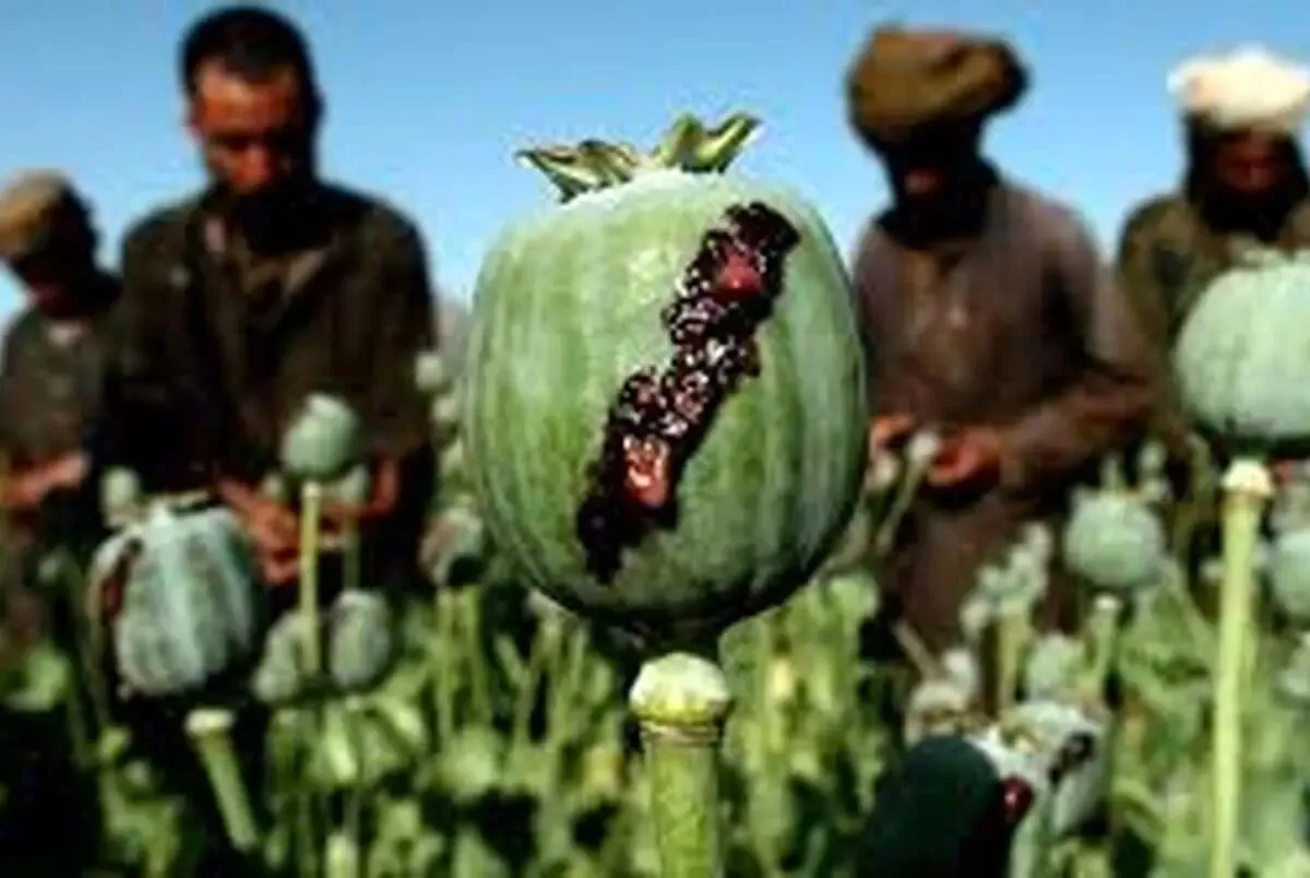 باغ تریاک