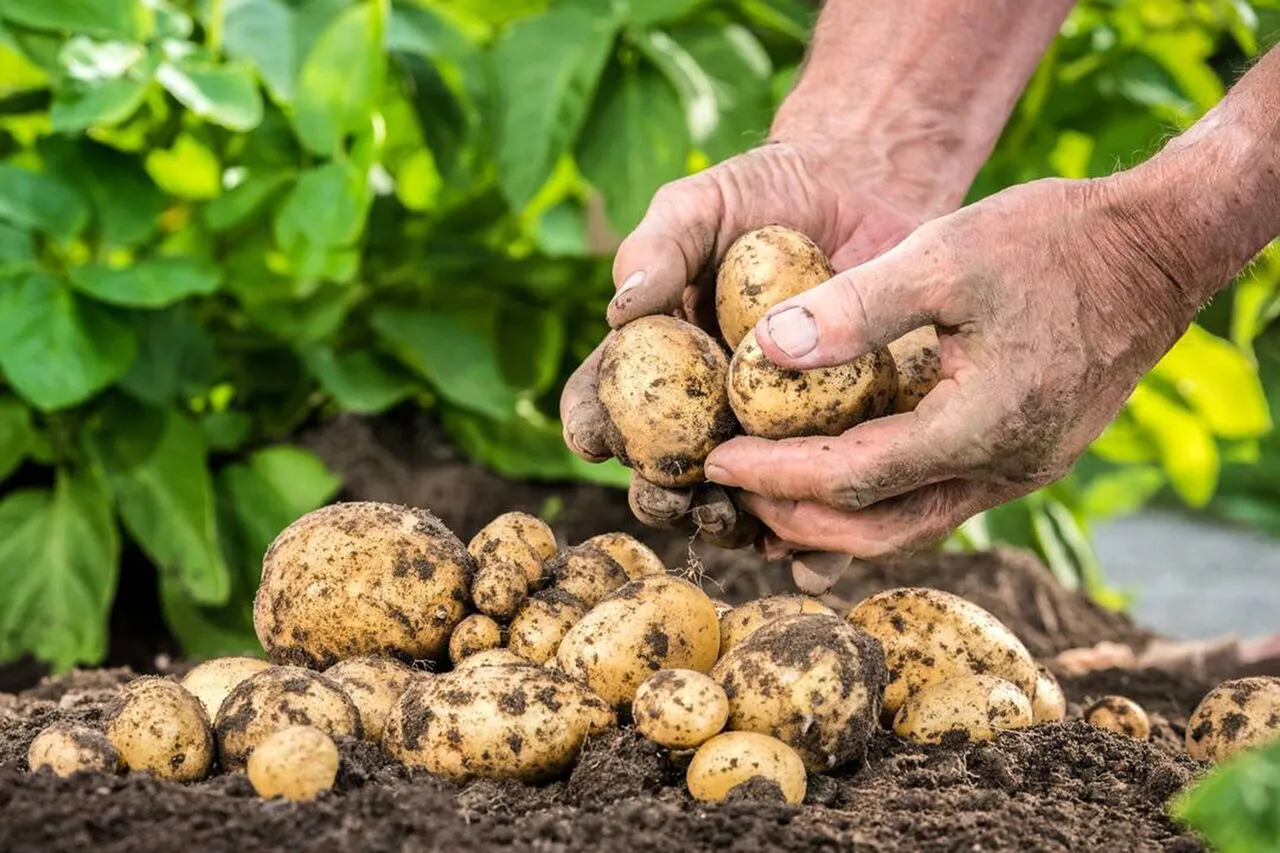 زیان ۳۰۰ تا ۸۰۰ تومانی سیب‌زمینی کاران در هر کیلوگرم محصول