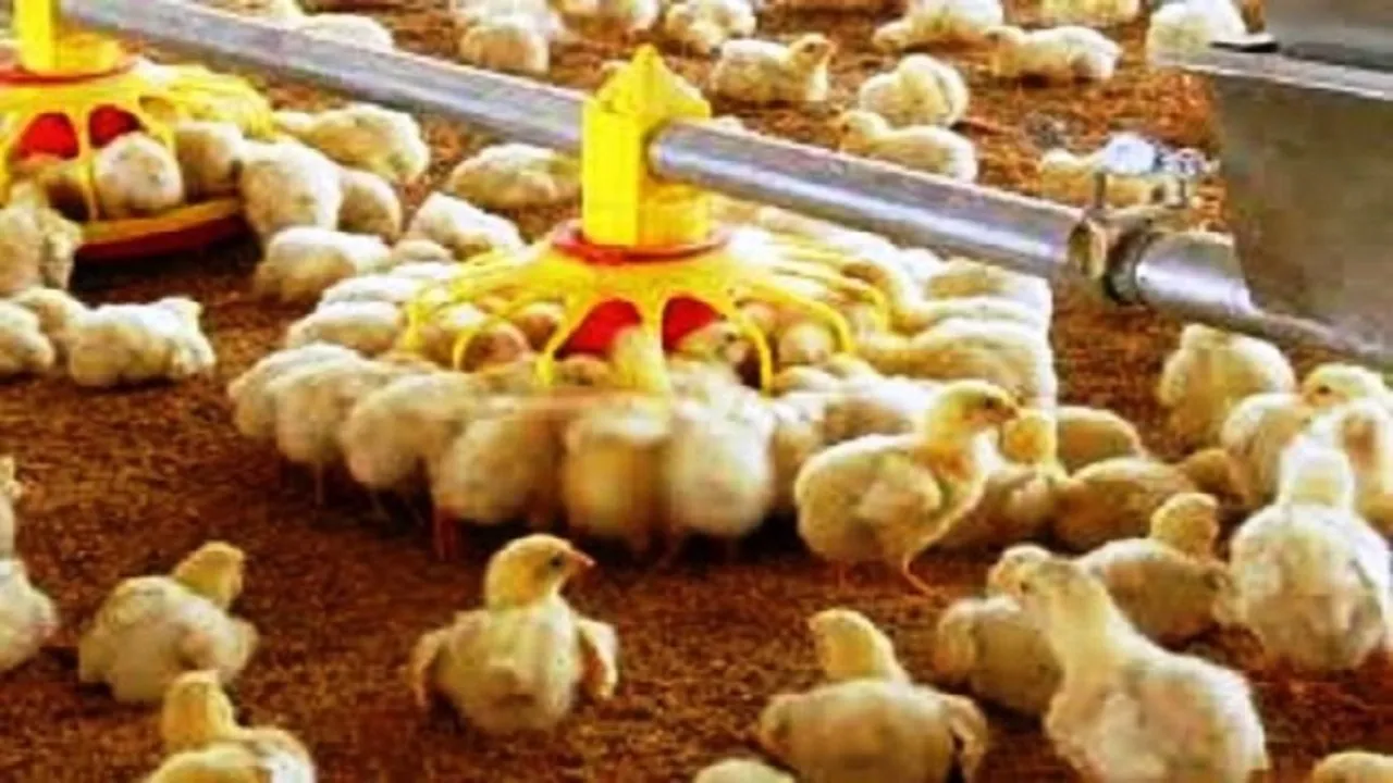 قیمت جوجه یک روزه چقدر می‌شود؟
