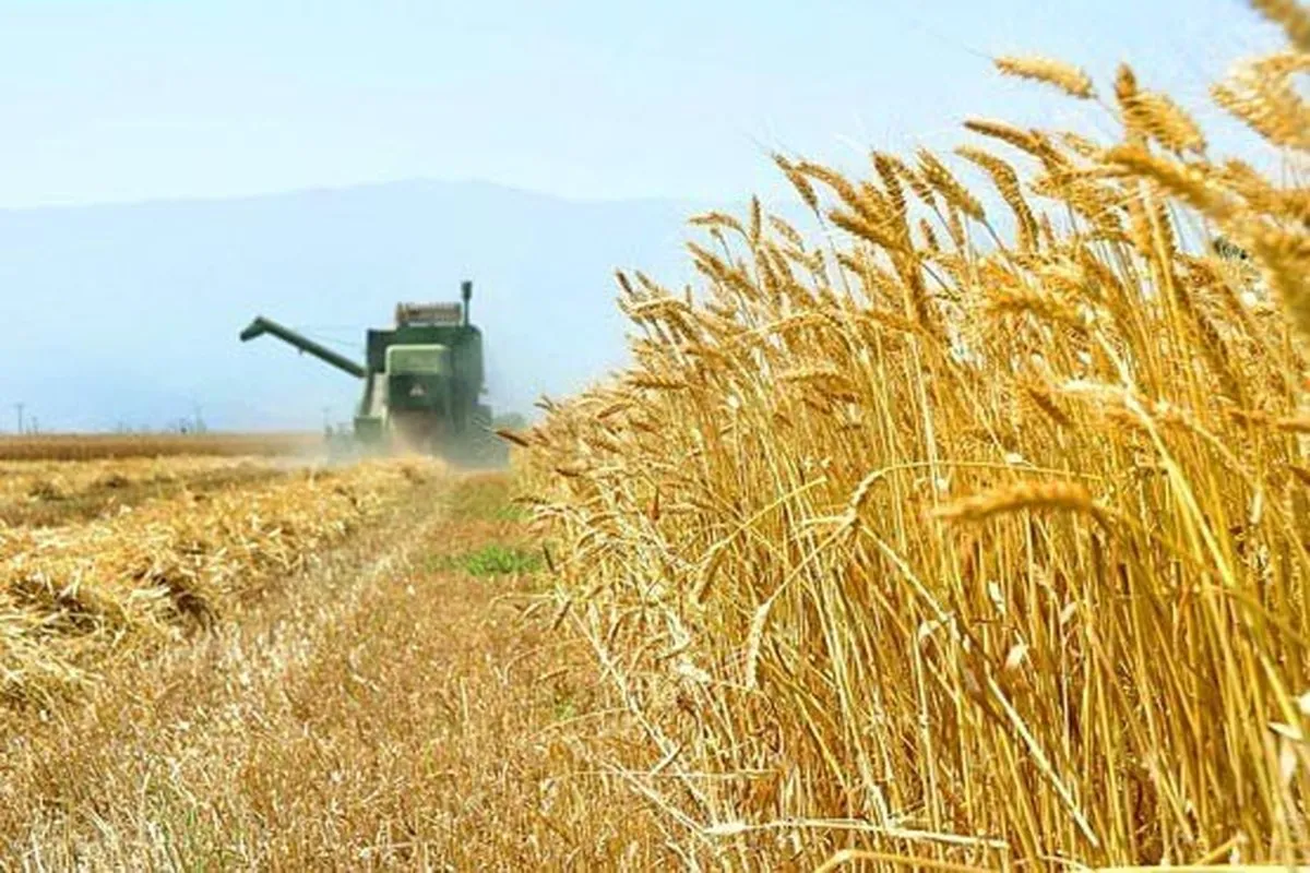 احتمال بازنگری در نرخ خرید تضمینی گندم