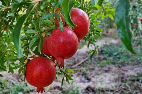 انارستان تنگ سیاب در کوهدشت لرستان