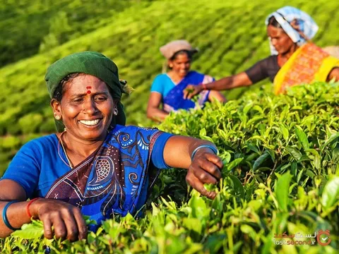 مشارکت نخست‌وزیر هند در برداشت برگ چای