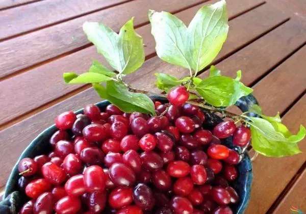 فواید عجیب زغال اخته