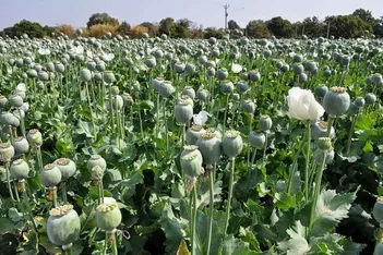 فیلم / کشف یک مزرعه کشت خشخاش در لرستان