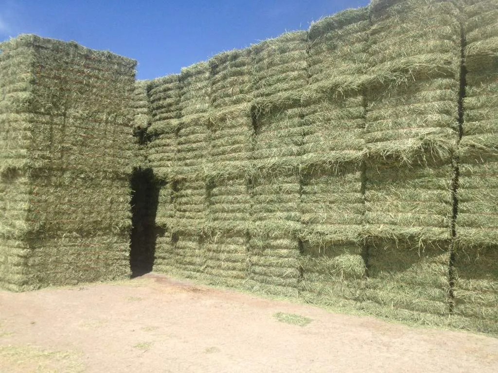 تعلل روسیه دلیل تاخیر در واردات یونجه