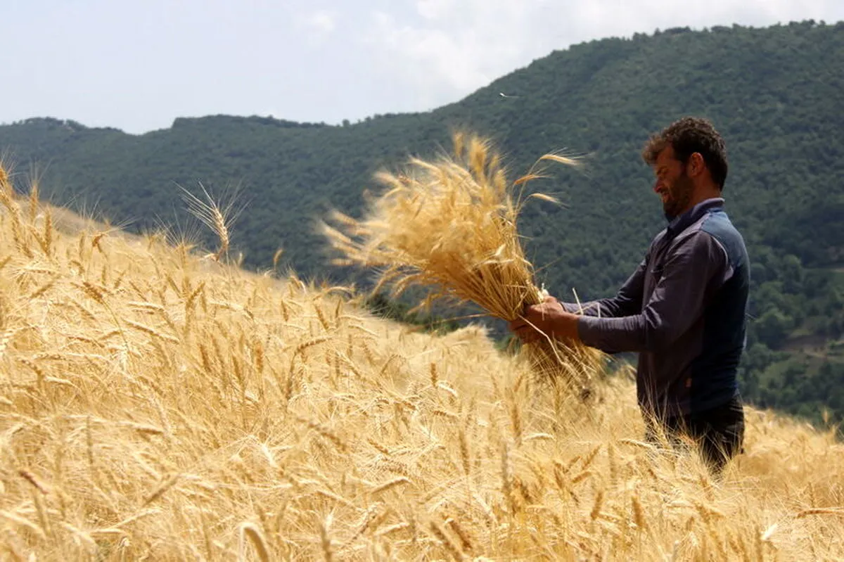 نرخ درخواستی گندم کاران برای سال آینده