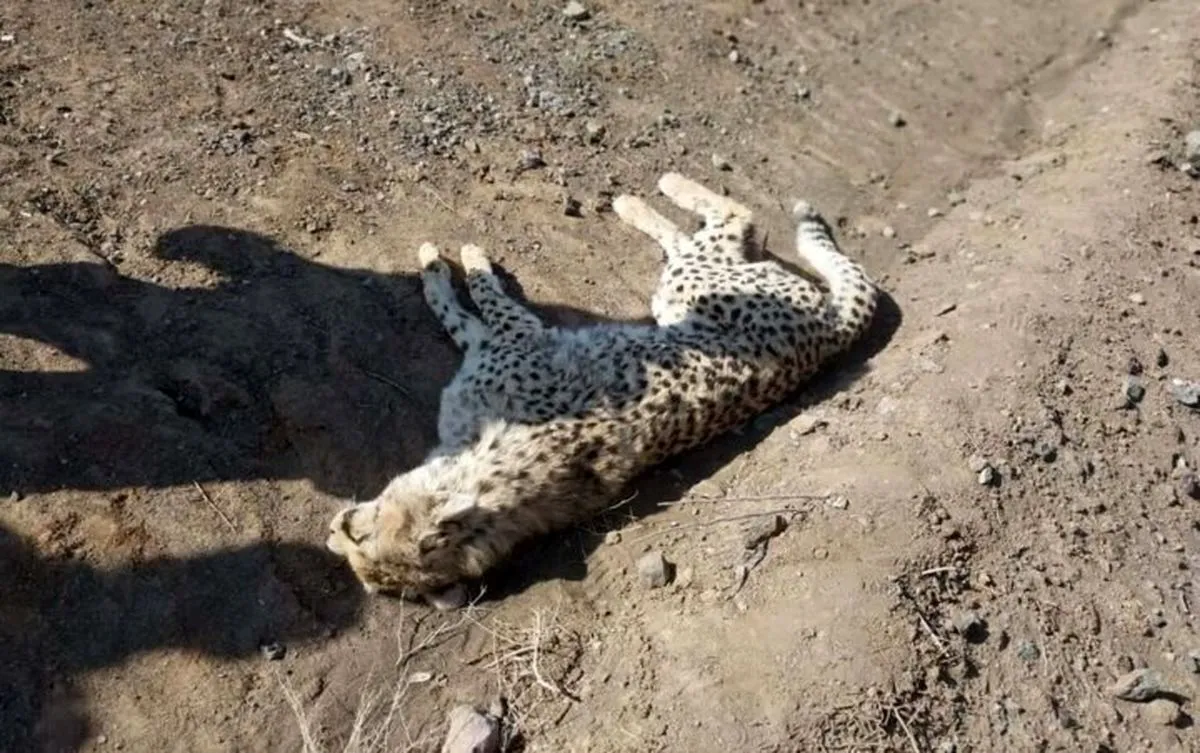 یوز ماده تلف‌شده ۳ قلو باردار بود