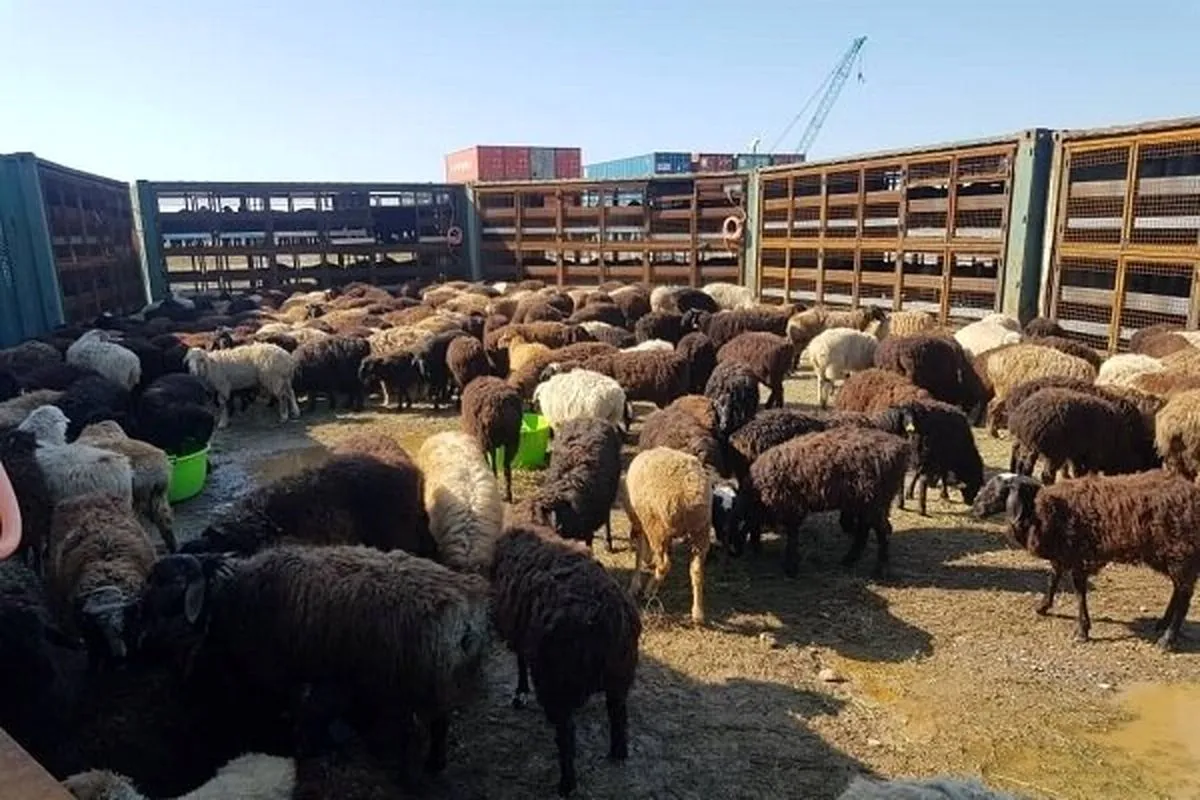 چه تعداد دام سبک در کشور است؟