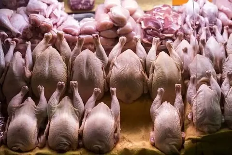 شرط جدید دولت برای صادرات مرغ؛ بازار مرغ وارد مرحله تازه شد