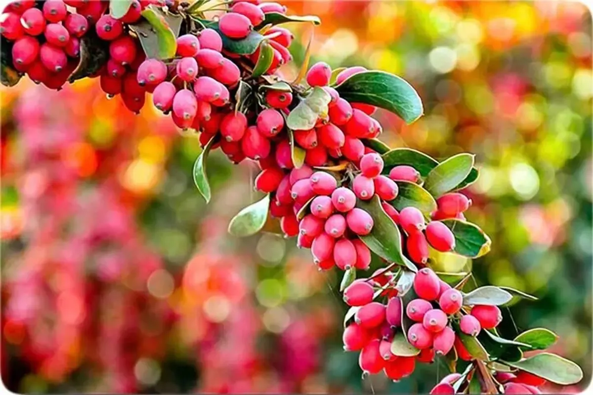 فواید شگفت‌انگیز زرشک برای سلامت بدن که از آن بی خبرید