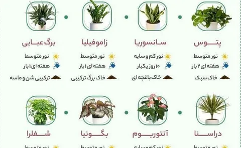بهترین و مقاوم‌ ترین گیاهان آپارتمانی را بشناسید/ اینفوگرافی