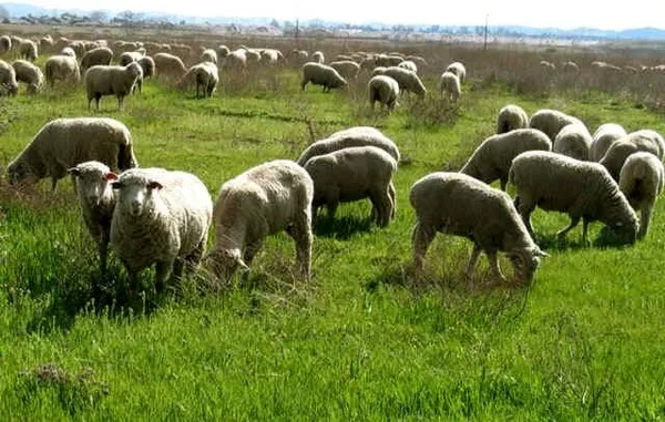افزایش نگران کننده اجاره مزارع سبز گندم برای چرای دام