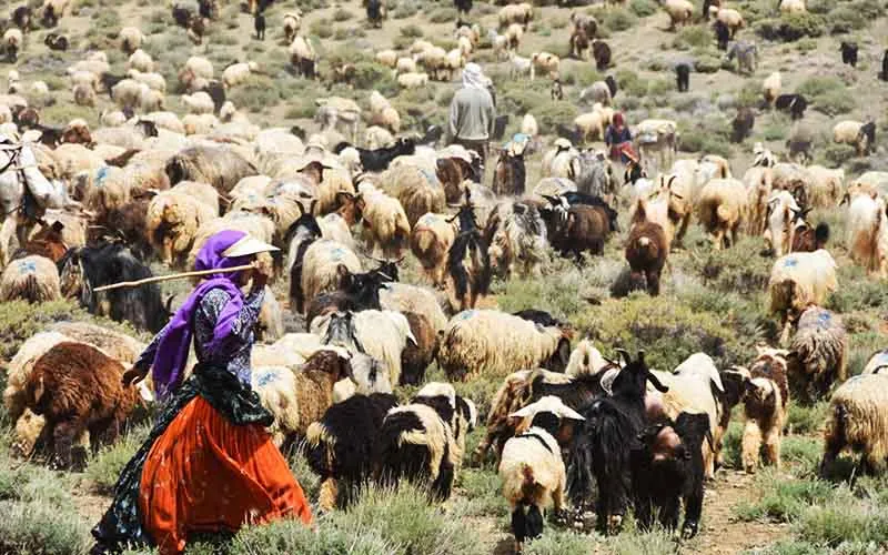آغاز دوباره خرید حمایتی دام عشایر؛ از امروز