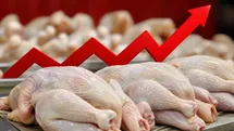 قیمت مرغ در هفته‌های آینده چه می‌شود؟ احتمال گرانی یا کاهش قیمت در بازار