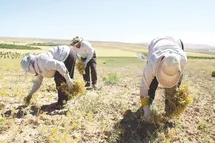 زنان در تله کار فصلی؛ وقتی بحران معیشتی راهی جز کار سخت باقی نمی‌گذارد