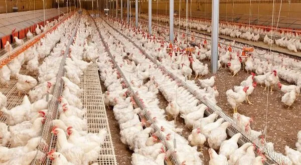 درخواست مرغداران برای حذف ارز ۴۲۰۰ تومانیِ واردات نهاده
