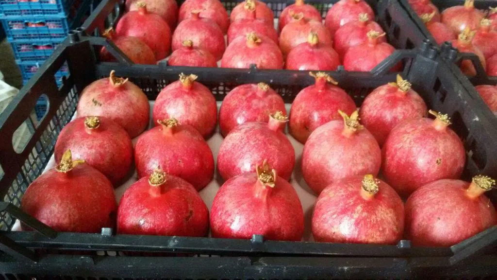 تکانه‌های یلدایی به قیمت انار/ موز گرفتار مافیا