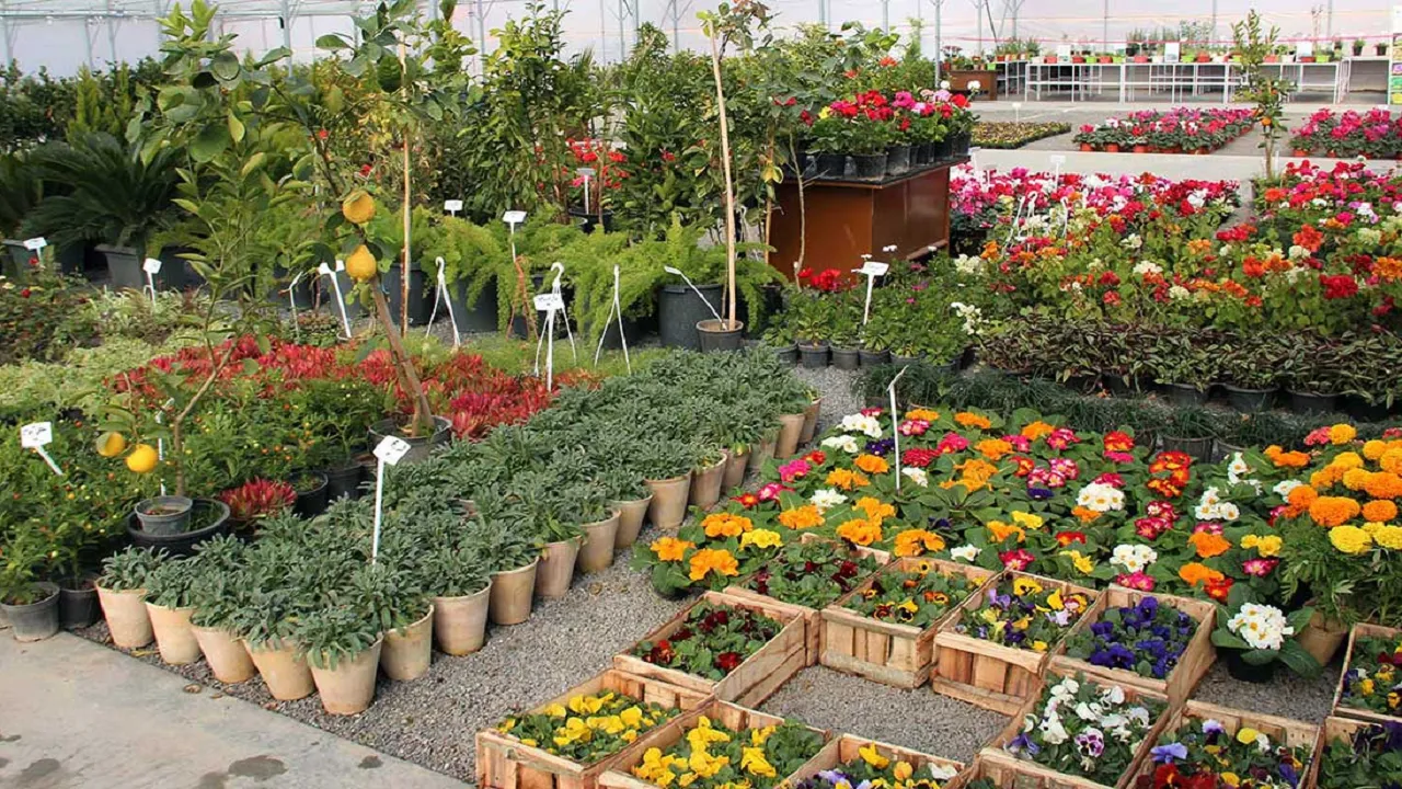 بازار گل محلاتی بمب ساعتی است 
