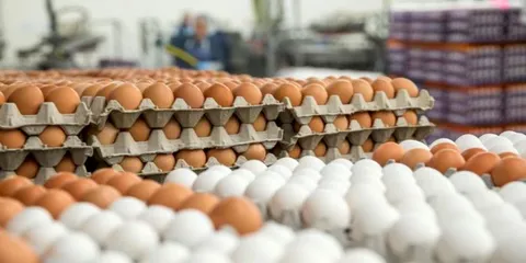درج قیمت مصرف‌کننده روی مرغ و تخم مرغ الزامی شد