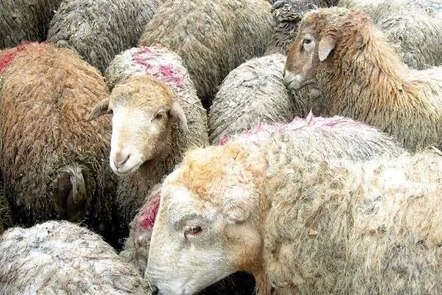 اتحادیه دامداران: کشور در ماه‌های آینده با کمبود شدید دام و گوشت مواجه می‌شود