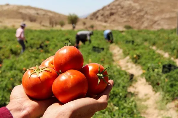 روند نزولی صادرات گوجه فرنگی طی ماه‌های اخیر