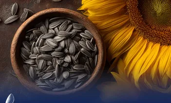 فیلم / آماده سازی تخمه آفتابگردان با استفاده از لاستیک نیسان