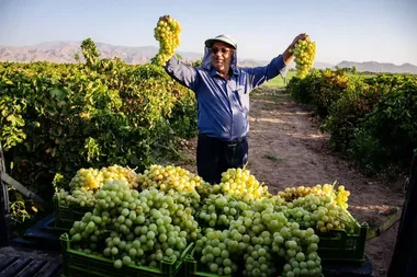 شهر انگور ایران کجاست؟