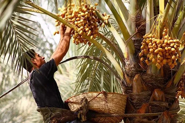 عارضه خشگیدگی خوشه خرما در نخلستان‌ها
