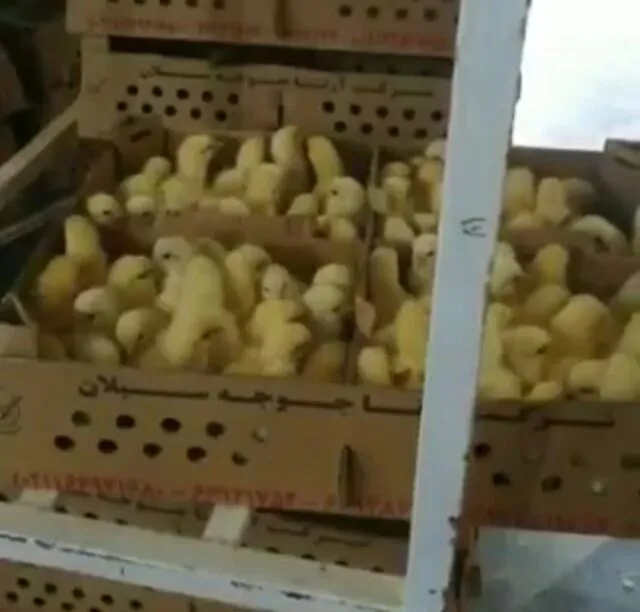 شدیدترین برخورد‌ها در انتظار جوجه‌کُش‌ها