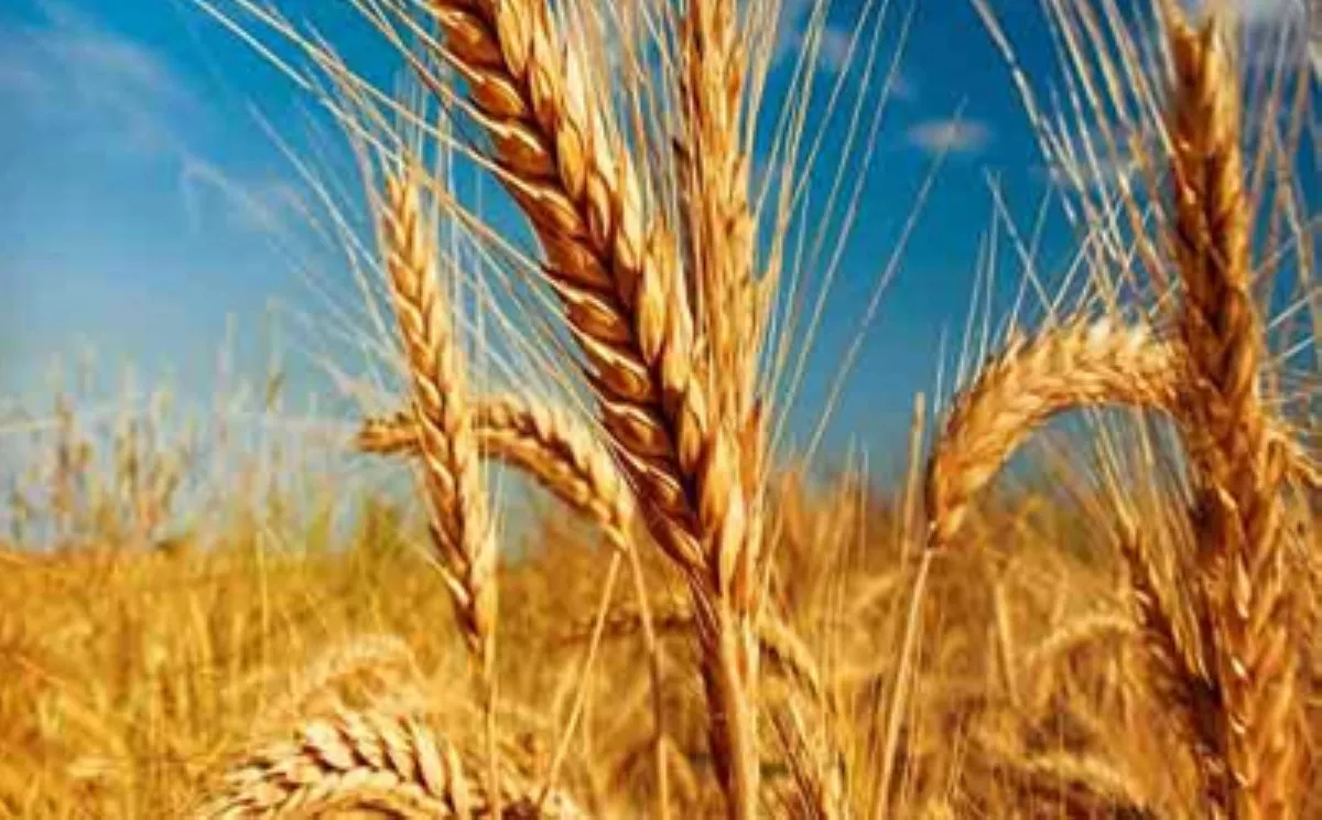 دولت برای تامین ذخایر استراتژیک دست به واردات گندم زد