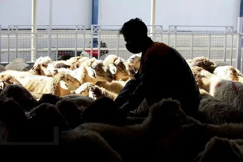 قیمت دام زنده در آخرین روز تیرماه اعلام شد + عکس
