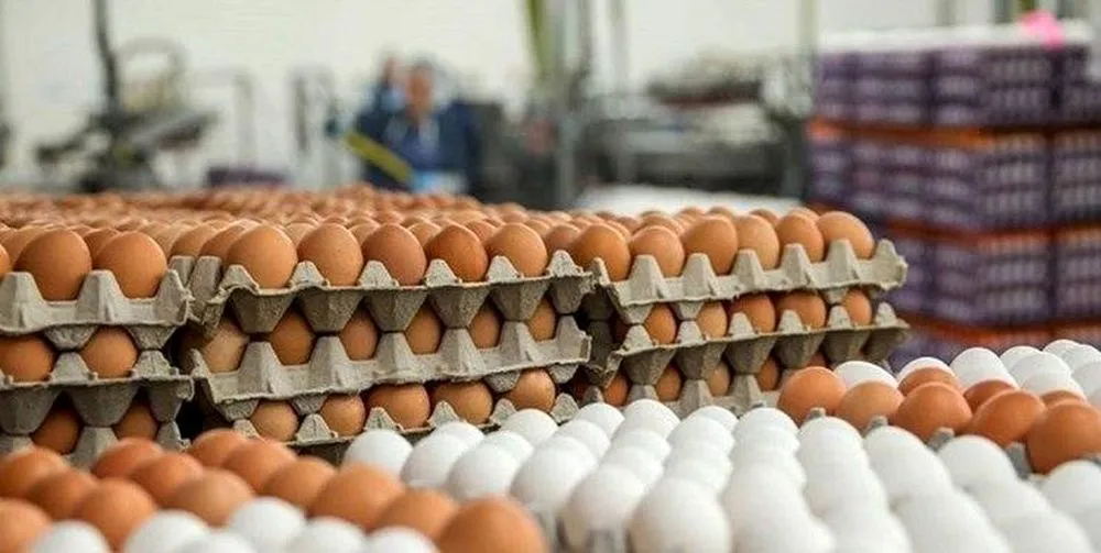 هر کیلوگرم تخم مرغ درب مرغداری چند؟