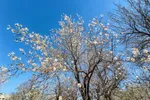 تهران خلوت و بهاری دیدنی تر از هر زمان دیگری است. خواه علت رفتن تهرانی ها به سفرهای نوروزی باشد یا رعایت پروتکل های بهداشتی برای مبتلا نشدن به بیماری کرونا در این روزهای بهاری هرجای تهران که فکرش را بکنی دیدنی است.