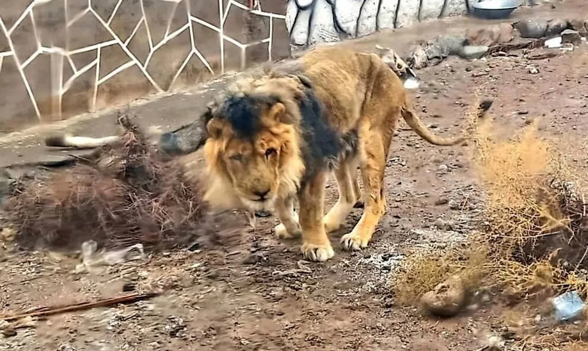 شیر باغ‌وحش سیرجان تلف شد