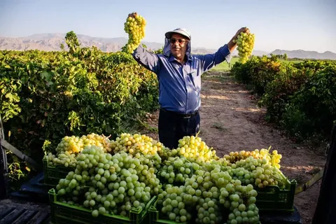 شهر انگور ایران کجاست؟