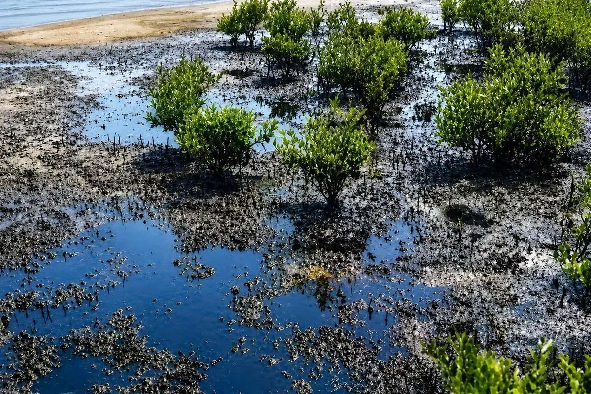 آلودگی دریای جنوب آلودگی دریای جنوب