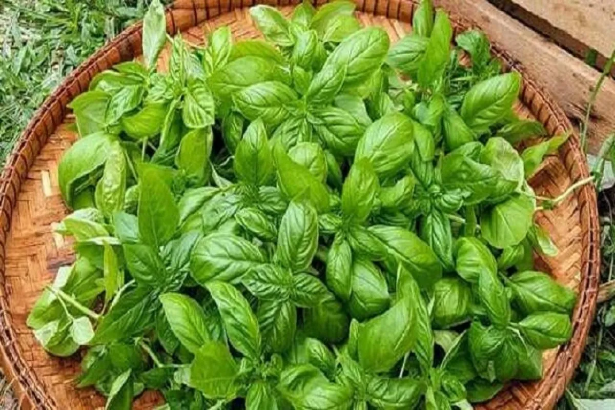 خواص سبزی ریحان