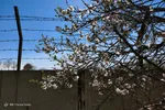 تهران خلوت و بهاری دیدنی تر از هر زمان دیگری است. خواه علت رفتن تهرانی ها به سفرهای نوروزی باشد یا رعایت پروتکل های بهداشتی برای مبتلا نشدن به بیماری کرونا در این روزهای بهاری هرجای تهران که فکرش را بکنی دیدنی است.