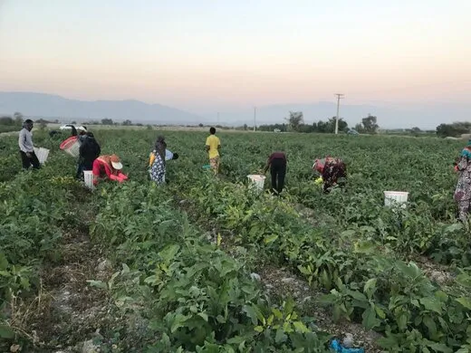 تحمیل خرید کالا با نرخ آزاد به کشاورزان
