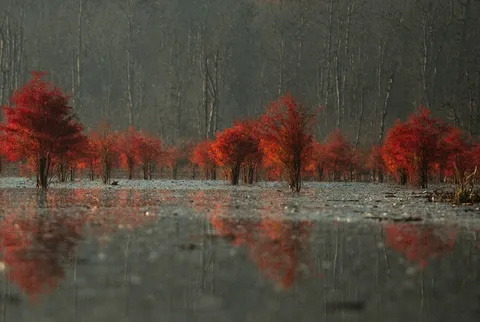 جنگل‌های زیبای ساری