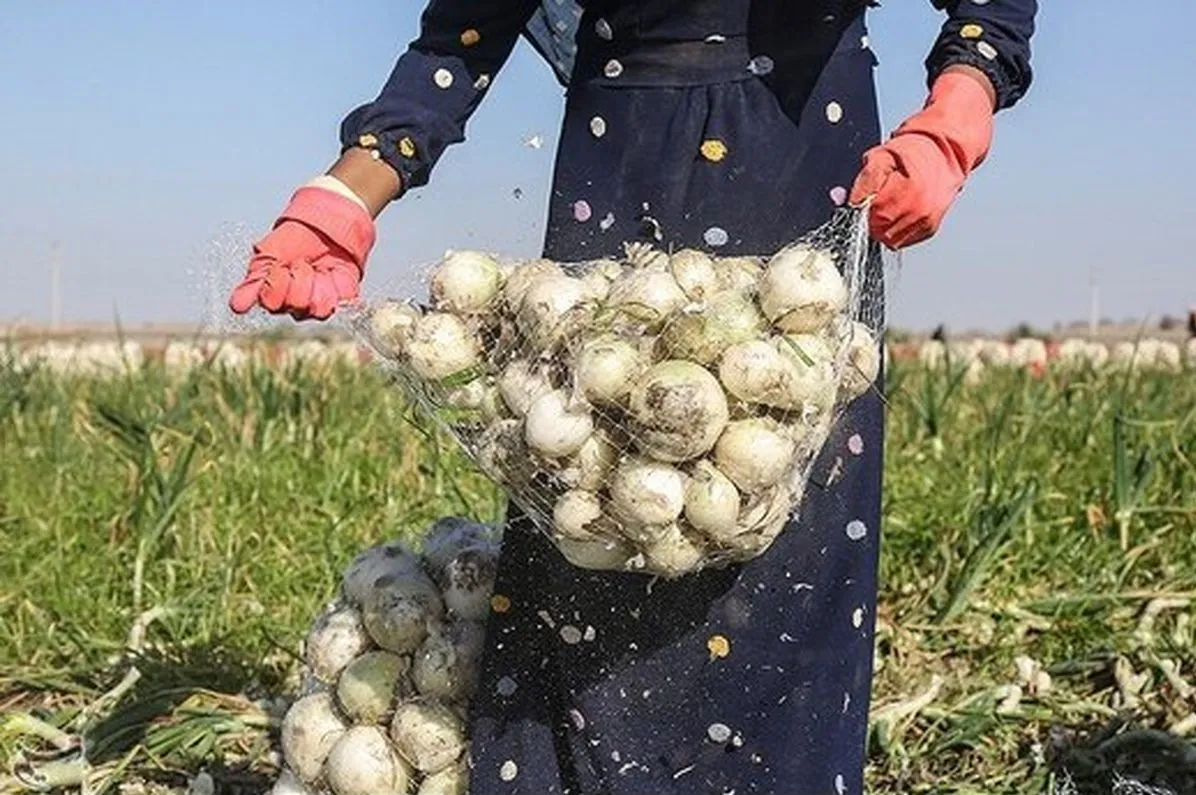 پیاز ۱۰ روز دیگر ارزان می‌شود