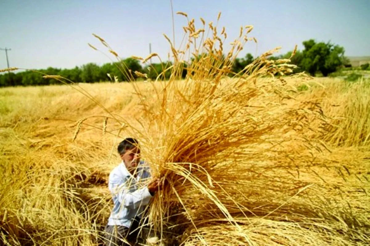 ناگزیر به واردات ۵/۵ میلیون تن گندم خواهیم شد