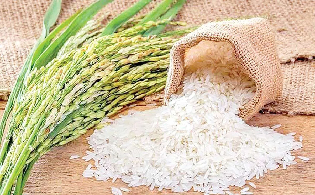 چطور کرم برنج را از بین ببریم؟